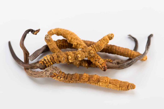 Ophiocordyceps-Sinensis.jpg