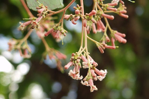 Quinine
