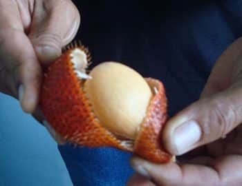 Salak
