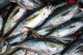 15 ประโยชน์ของทอรีน (Taurine) ทอรีนคืออะไร ?