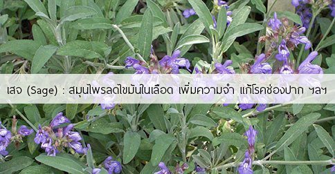 เสจ สรรพคุณและประโยชน์ของต้นเสจ 35 ข้อ ! (Sage)