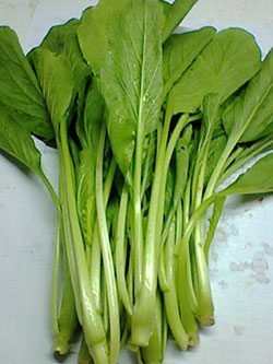 ผักกาดกวางตุ้ง ผักกวางตุ้ง