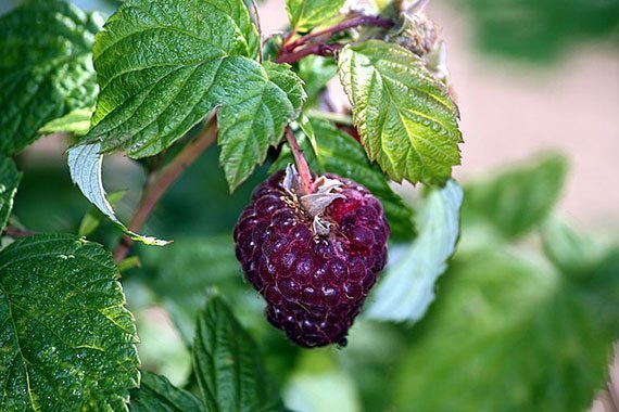 16 สรรพค ณและประโยชน ของราสเบอร ร Raspberry