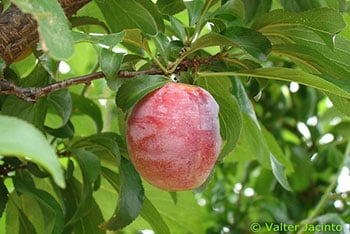 รูปพลัม
