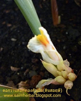 ว่านดอกทองตัวเมีย ว่านดอกทองตัวเมีย