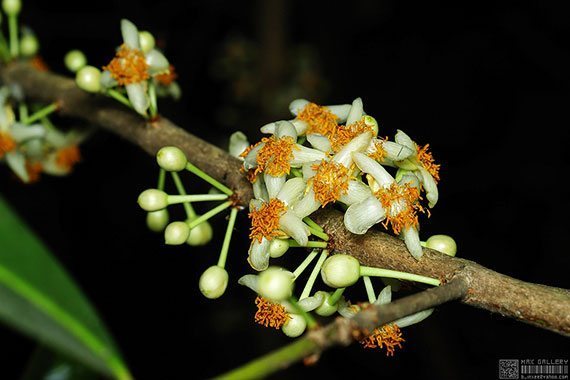 ดอกสารภี