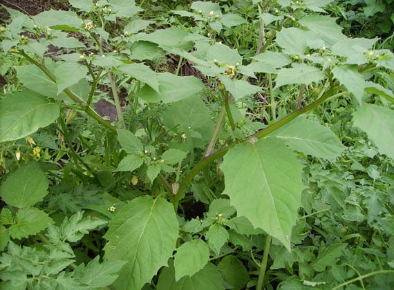 ต้นโทงเทง ต้นโทงเทง