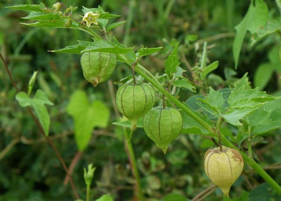 รูปโทงเทง รูปโทงเทง