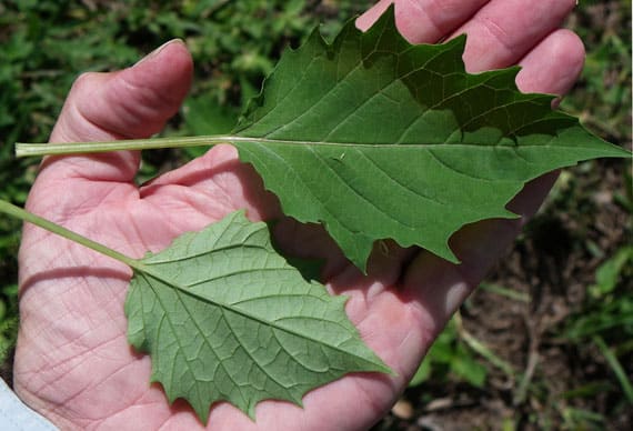 ใบโทงเทง ใบโทงเทง