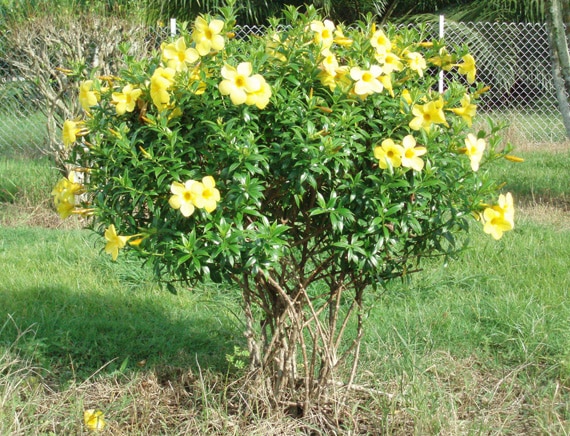 ต้นบานบุรีเหลือง