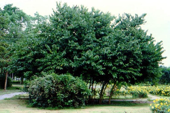 ต้นมะกา
