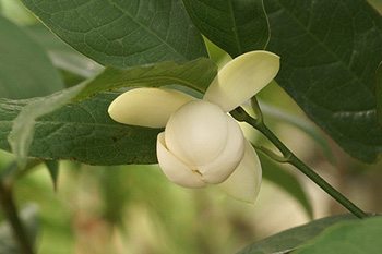 ยี่หุบ
