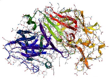enzyme