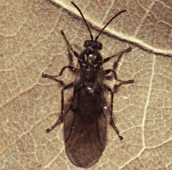 Cynips-gallaetinctoriae-Olevier