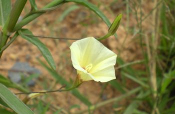 เถาตดหมา