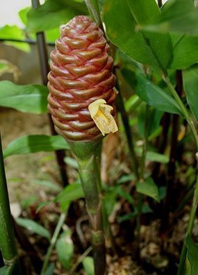 ไพลดำ