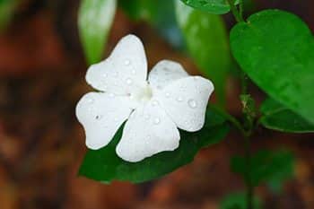 หนามแน่ขาว