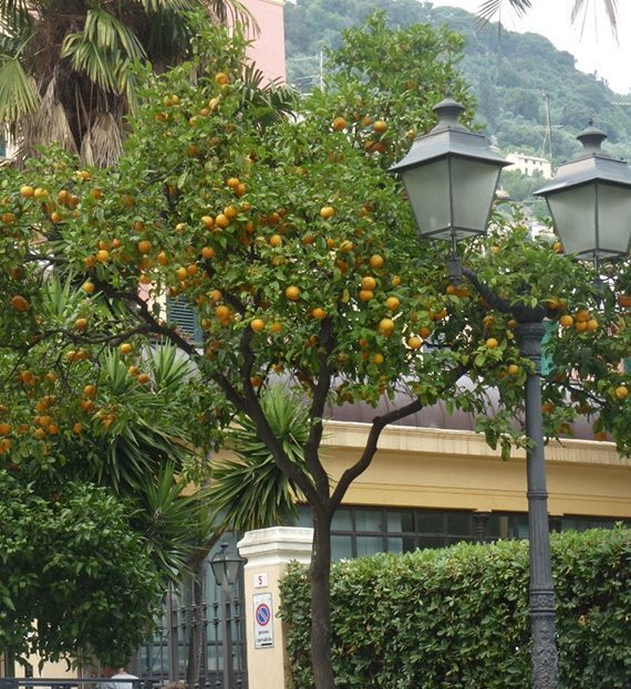 ต้นส้มเกลี้ยง