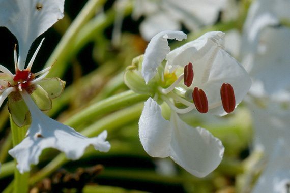 ดอกชงโคขาว