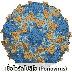 เชื้อไวรัสโปลิโอ (Poriovirus)