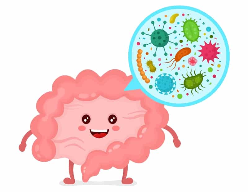 โพรไบโอติก (Probiotic)