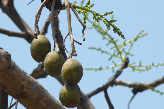 มะกอก สรรพคุณประโยชน์ของมะกอกไทย 26 ! (มะกอกป่า)