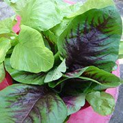 Chlorophyll