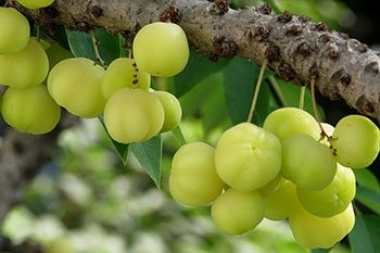มะยม สรรพคุณและประโยชน์ของต้นมะยม ใบมะยม 27 ข้อ !