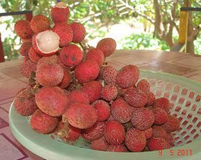 คอแลน