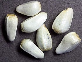 เมล็ดคำฝอย เมล็ดคำฝอย