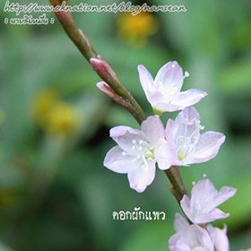 ดอกผักแพ้ว ดอกผักแพ้ว