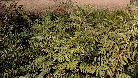 ต้นชะเอมเทศ ต้นชะเอมเทศ