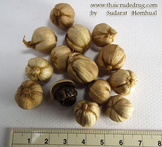 อันดับหนึ่ง 103+ ภาพพื้นหลัง ลูก กระวาน ภาษา อังกฤษ ความละเอียด 2k, 4k อันดับหนึ่ง 103+ ภาพพื้นหลัง ลูก กระวาน ภาษา อังกฤษ ความละเอียด 2k, 4k