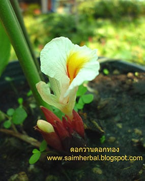 ว่านดอกทองตัวผู้ ว่านดอกทองตัวผู้
