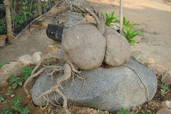 หัวว่านสบู่เลือด หัวว่านสบู่เลือด