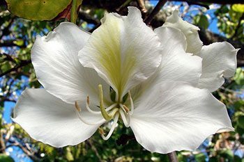 5 สรรพคุณและประโยชน์ของต้นเสี้ยวดอกขาว !