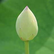 ดอกบัว ดอกบัว