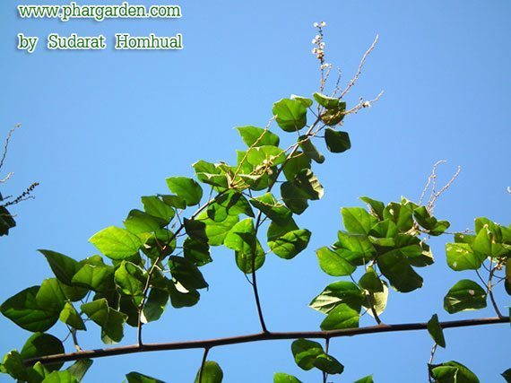 รูปโคคลาน รูปโคคลาน