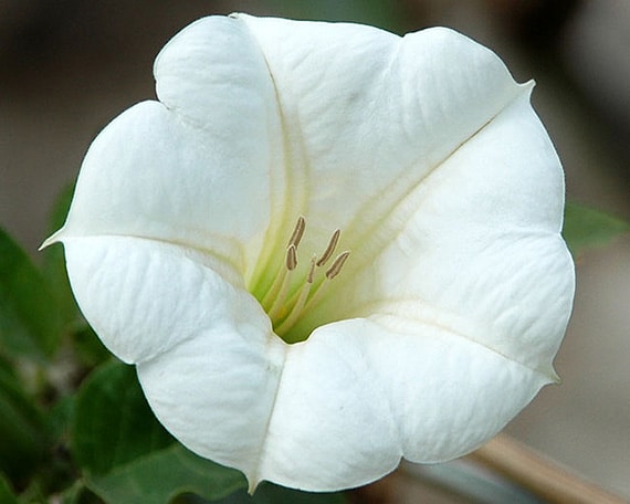 ดอกลำโพงขาว