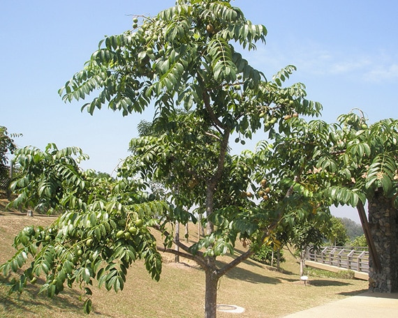 ต้นมะกอกฝรั่ง