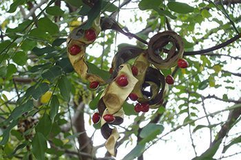 มะกล่ำต้น สรรพคุณและประโยชน์ของมะกล่ำต้น 26 ข้อ !