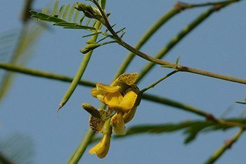 สมี