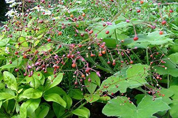 โสมไทย