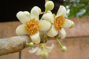 สารภีดอกใหญ่