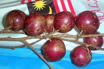 ตะขบควาย