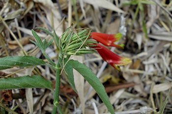 เสลดพังพอนตัวเมีย