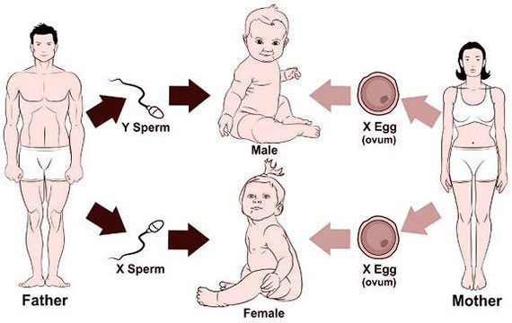 เพศของลูกในครรภ์