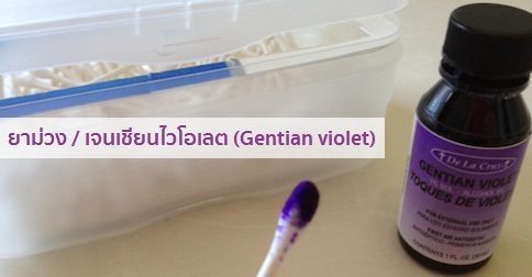 9 ประโยชน์ของเจนเชียนไวโอเลต !! (Gentian violet – ยาม่วง)