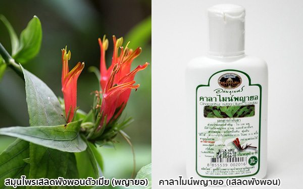 คาลาไมน์เสลดพังพอน