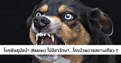 โรคพิษสุนัขบ้า (Rabies) อาการ สาเหตุ การรักษาโรคพิษสุนัขบ้า 5 วิธี !!
